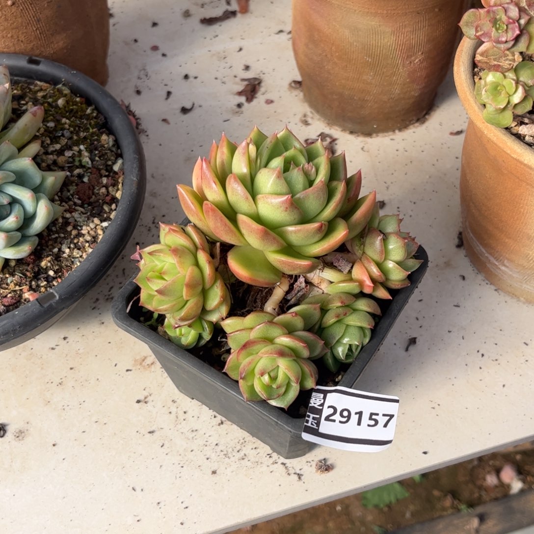 东云多肉植物29157