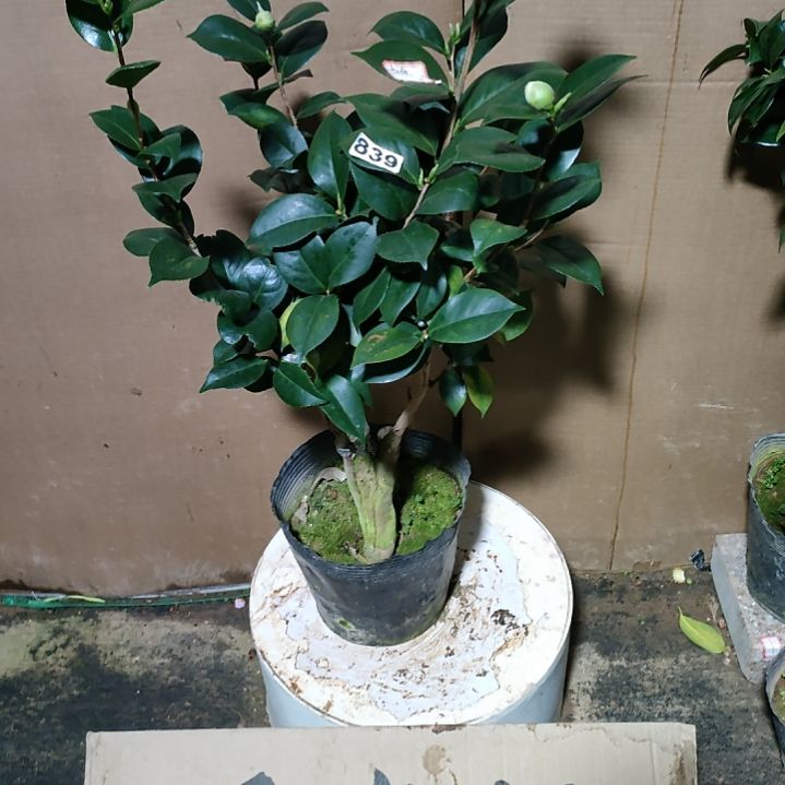 839粉托，原盆原土发货，不包邮