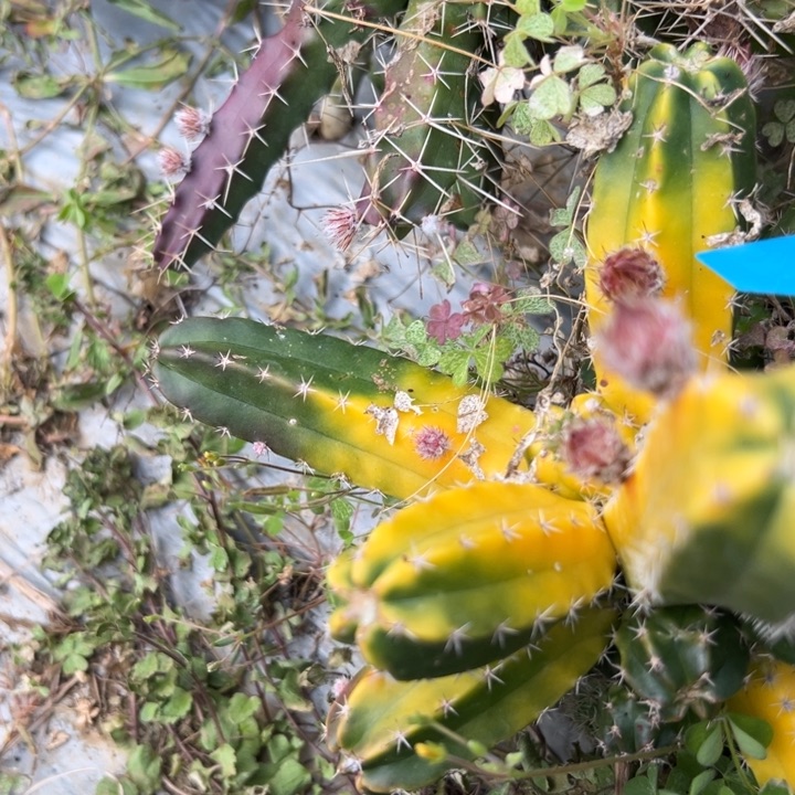 歌*文鹿角柱仙人球仙人掌164