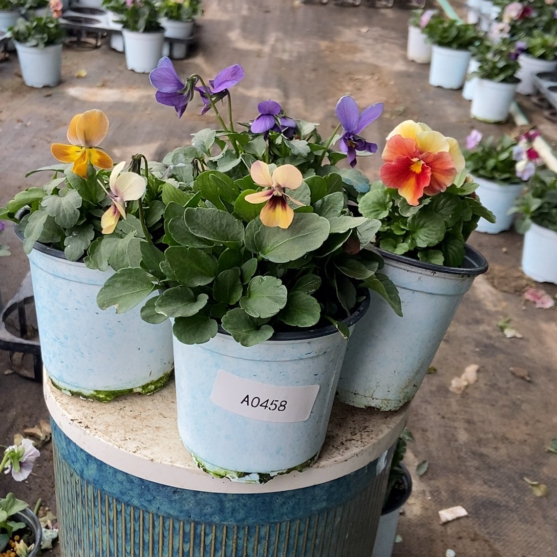 大部分花苞少量开放458