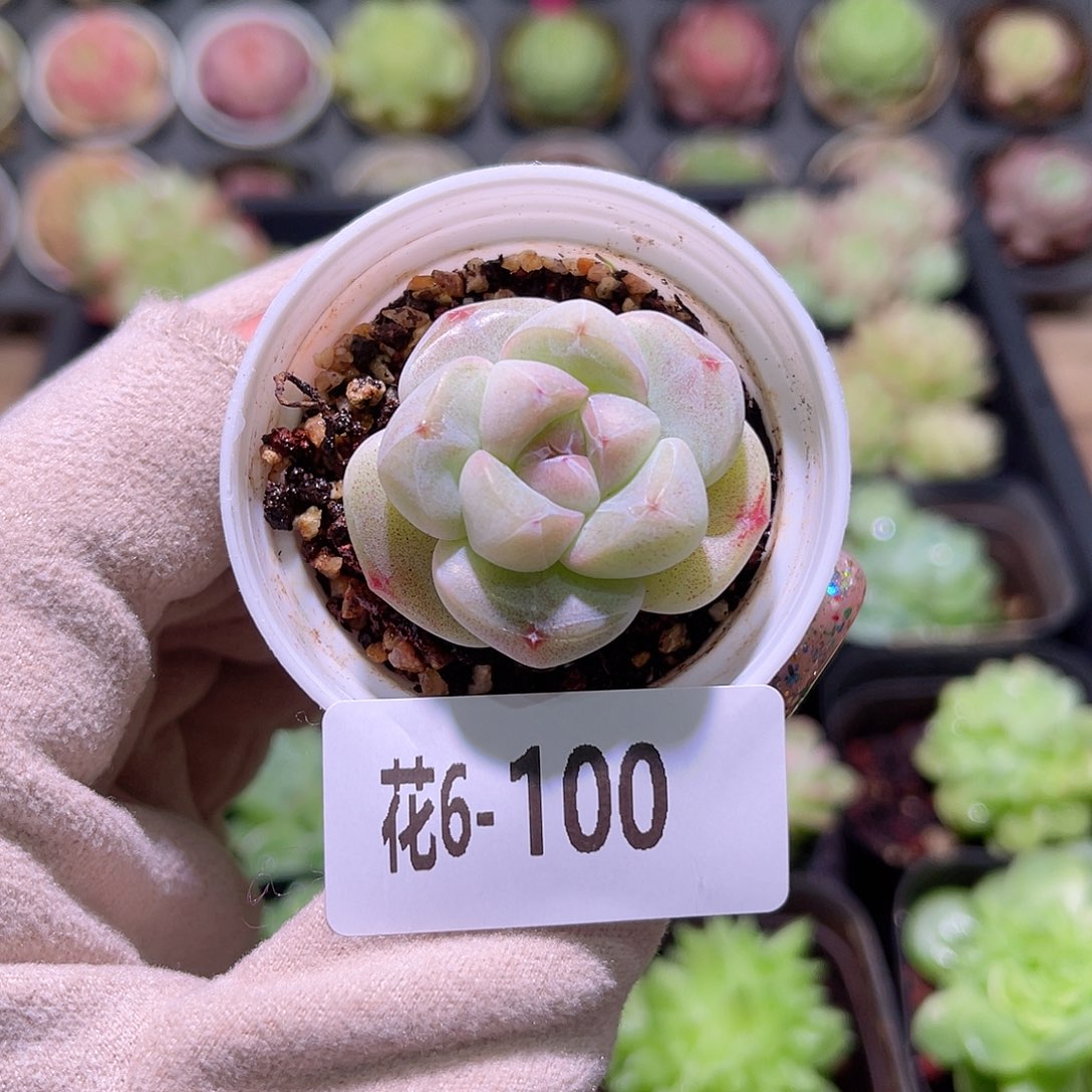 花利美6-100糖心冰玉