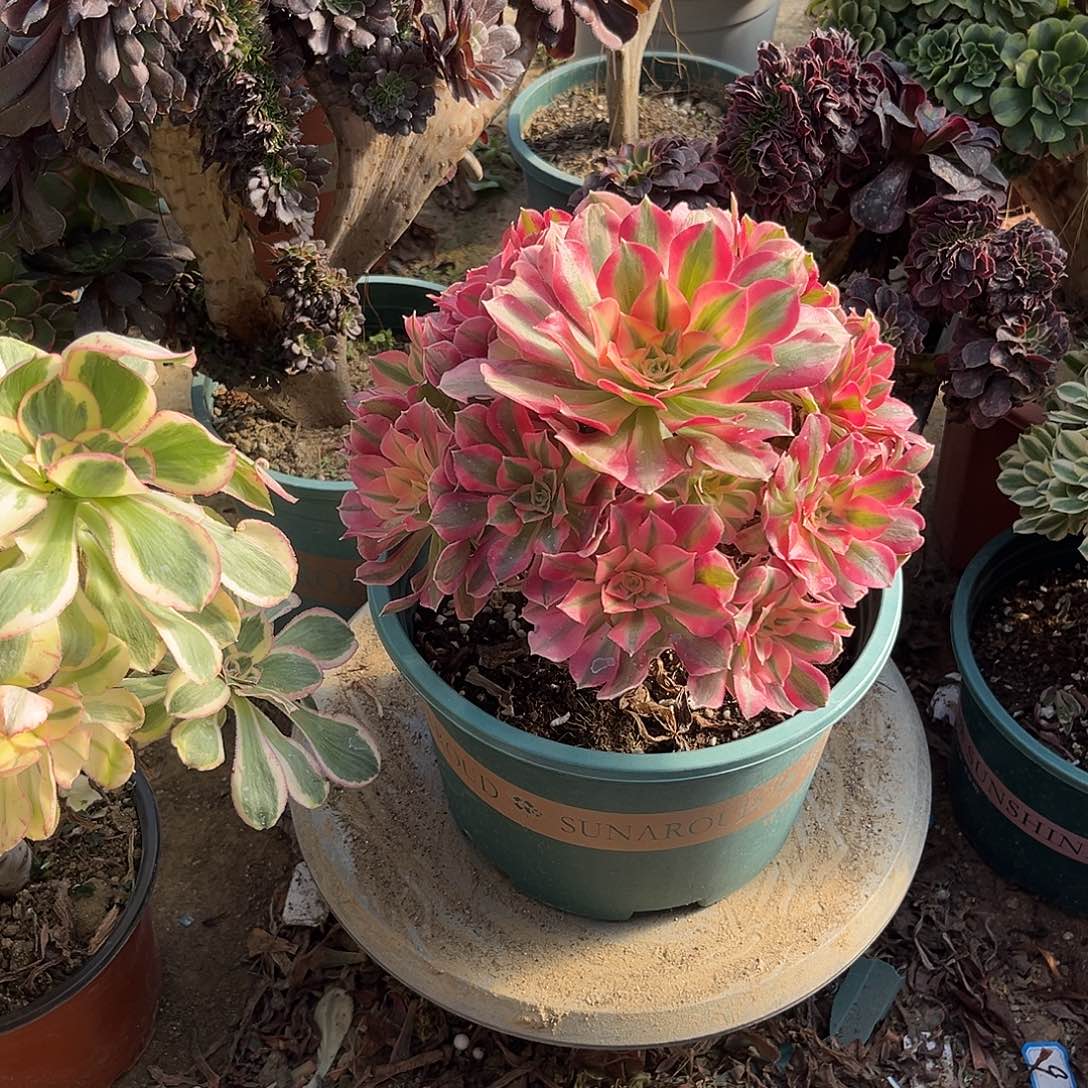 10女巫法师多肉植物