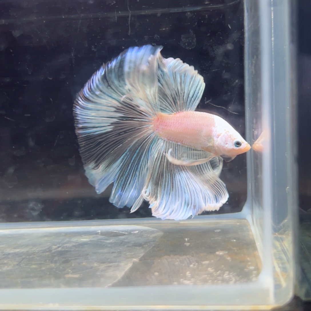 斗鱼浅色特殊尾hhhh