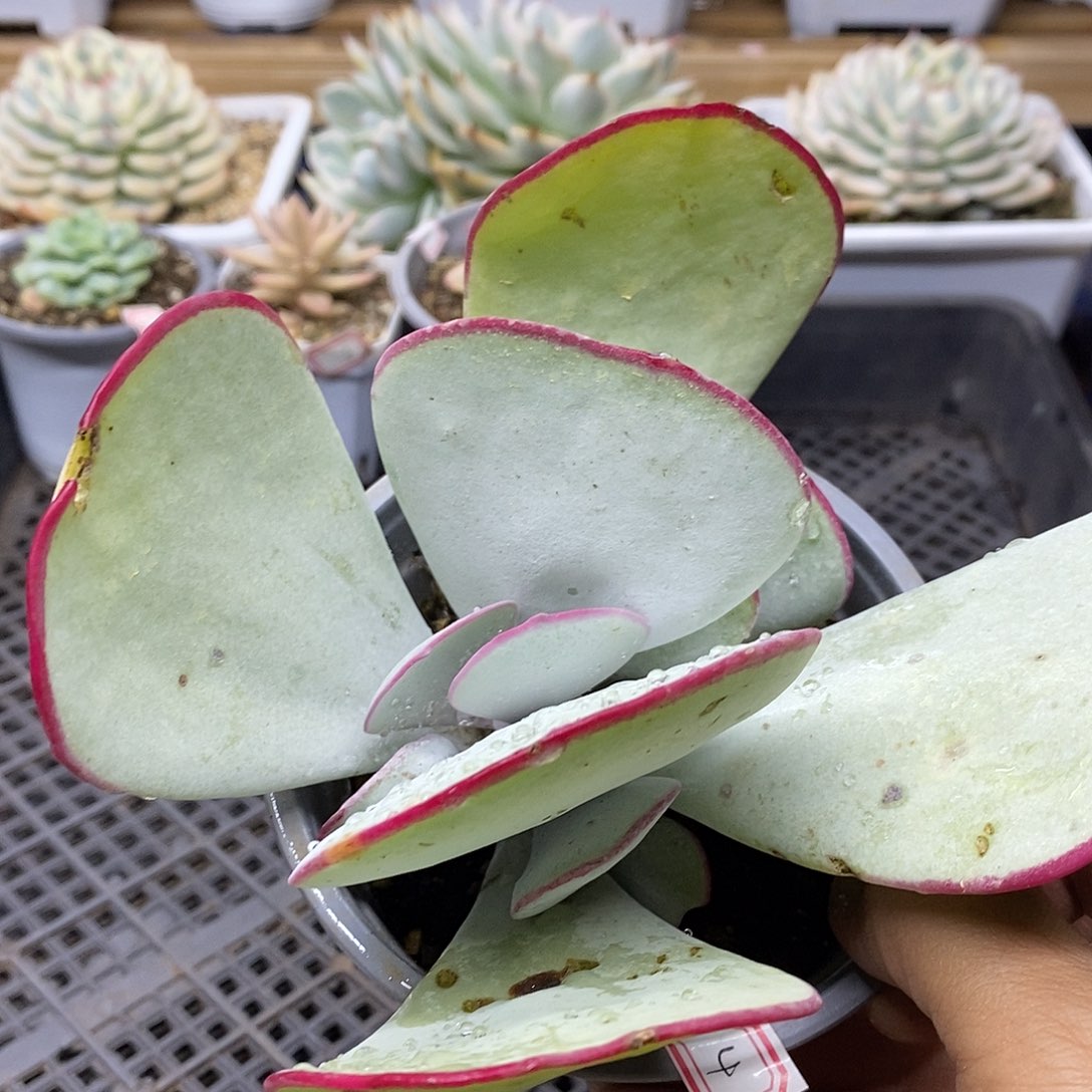 1304 白眉自然群 微瑕