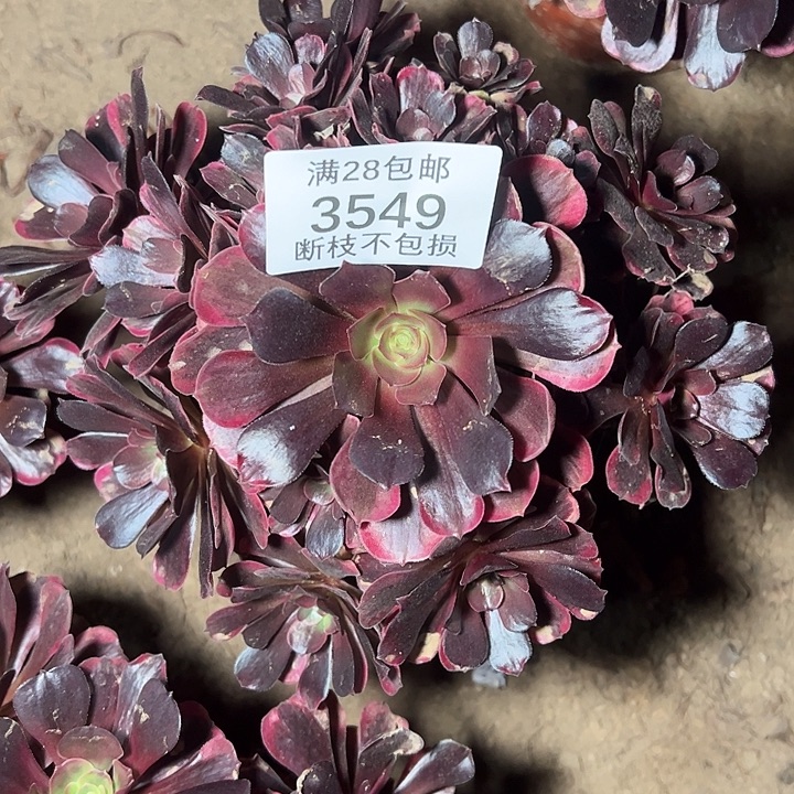 3549爱神多肉植物