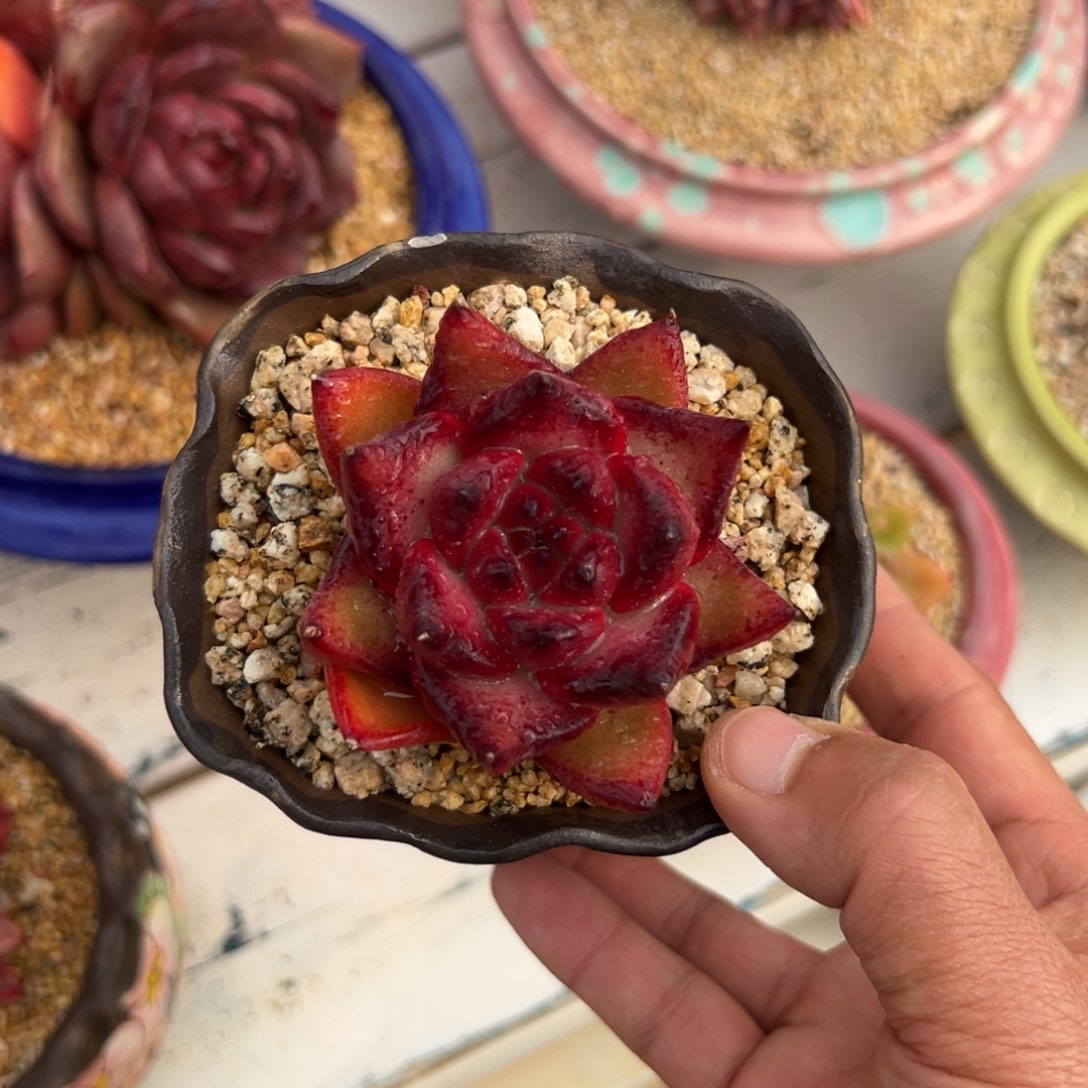 多肉一物一拍0214-苏奥宝石