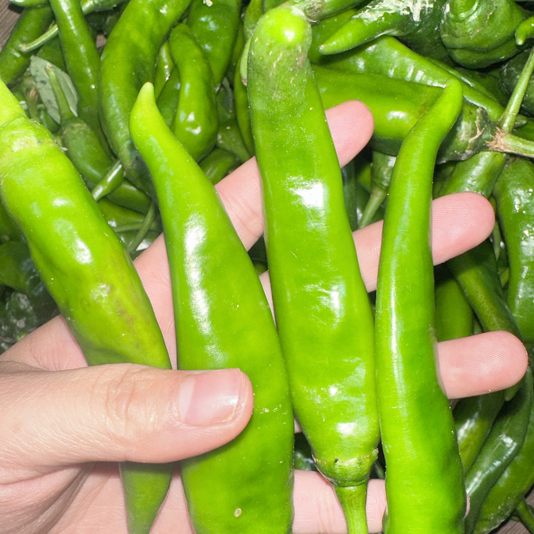 新鲜现摘中辣香脆适合炒肉的农家青辣椒