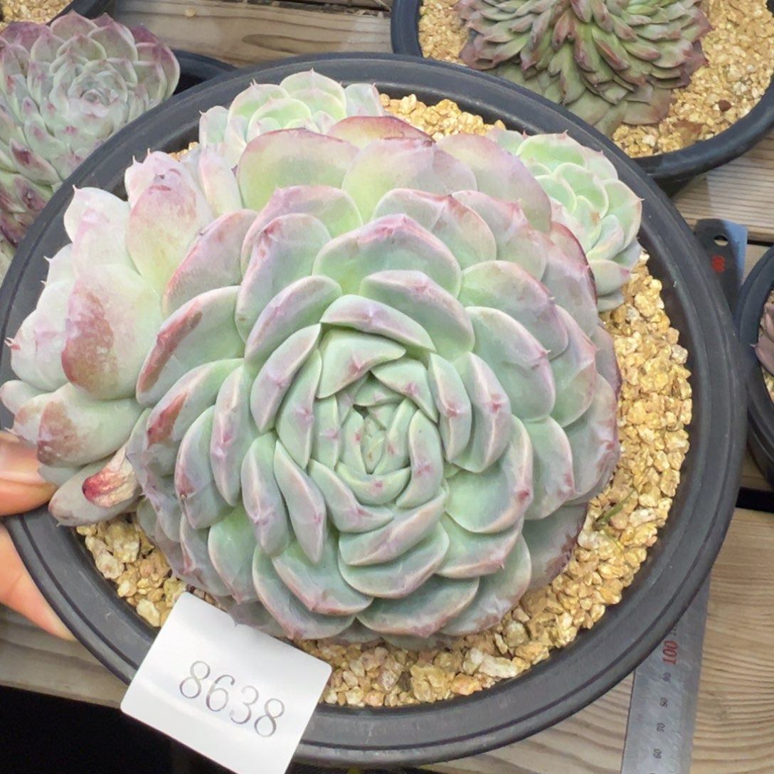 喆*8638肉多哦哦哦多哦