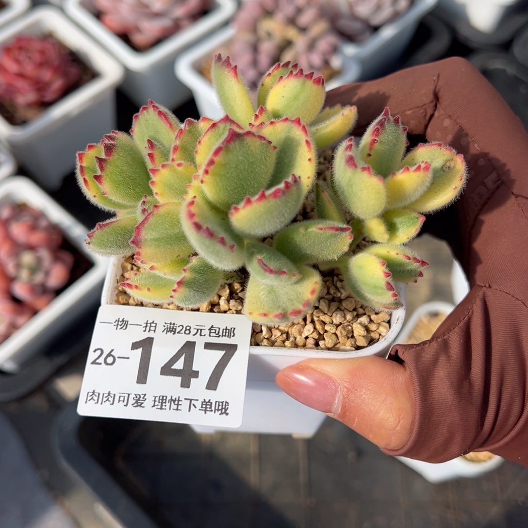 白熊多肉多肉多肉