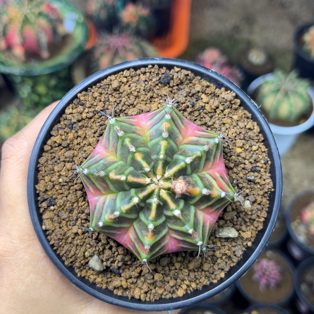 5.6cm泰系侧牙米哈 带盆土