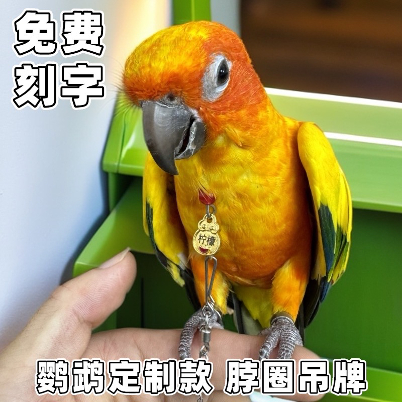 （新款）定制鹦鹉户外脖圈脚链脚环适用于玄凤金太阳和尚小太阳牡丹