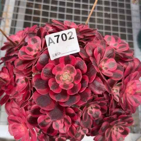 702美杜莎25厘米左右