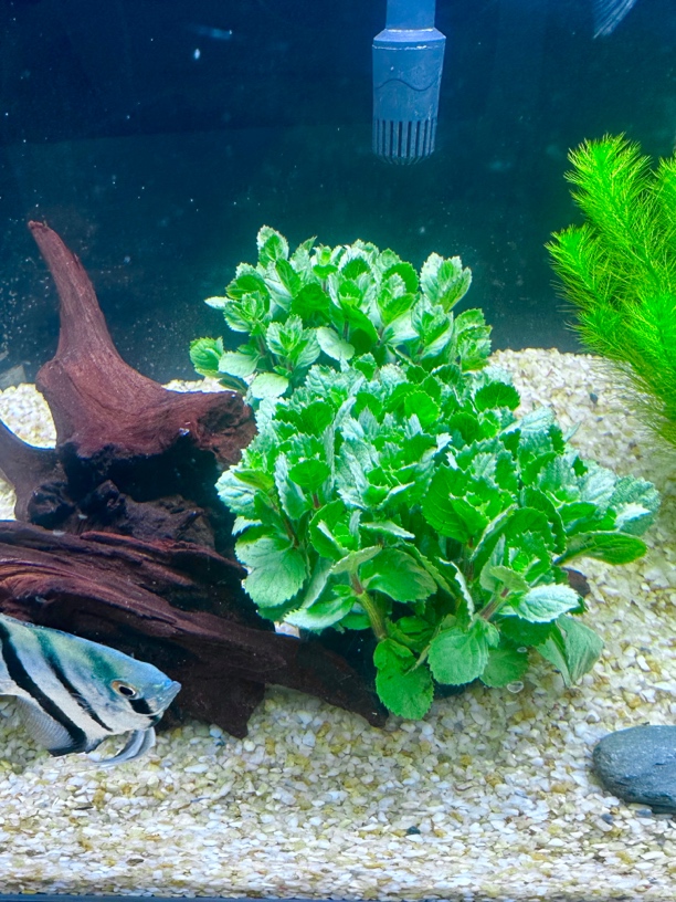 水罗兰鱼缸水草阴性水草坨草