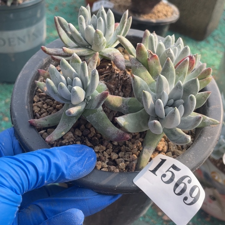 569号海瑟拇指多肉植物