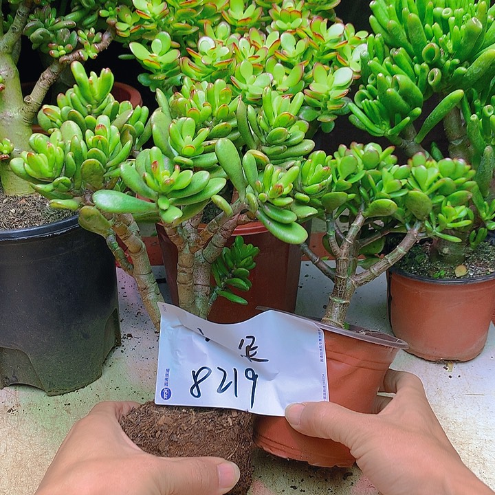 小号招财猫多肉植物