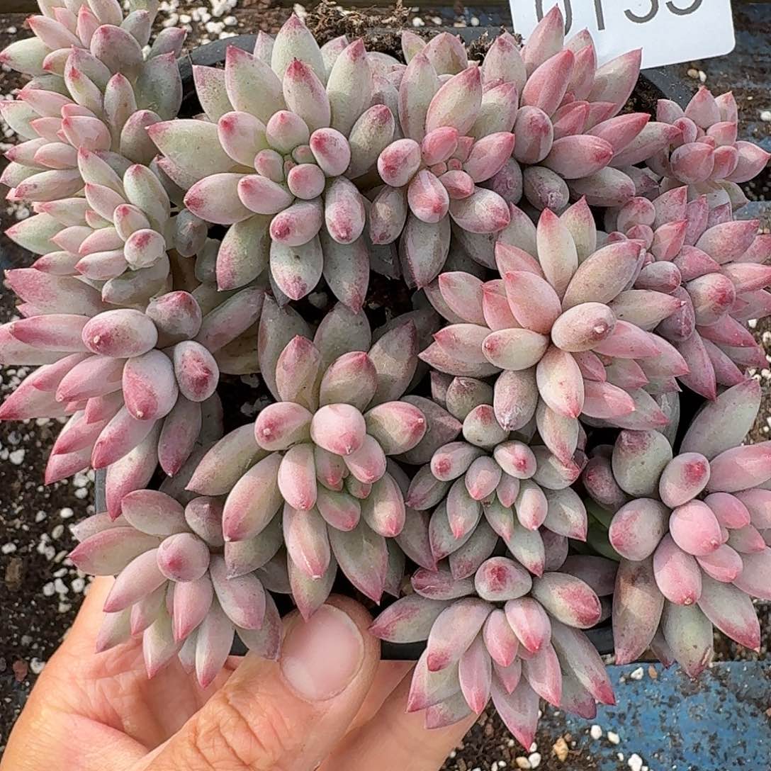 杂交新品珍妮多肉135