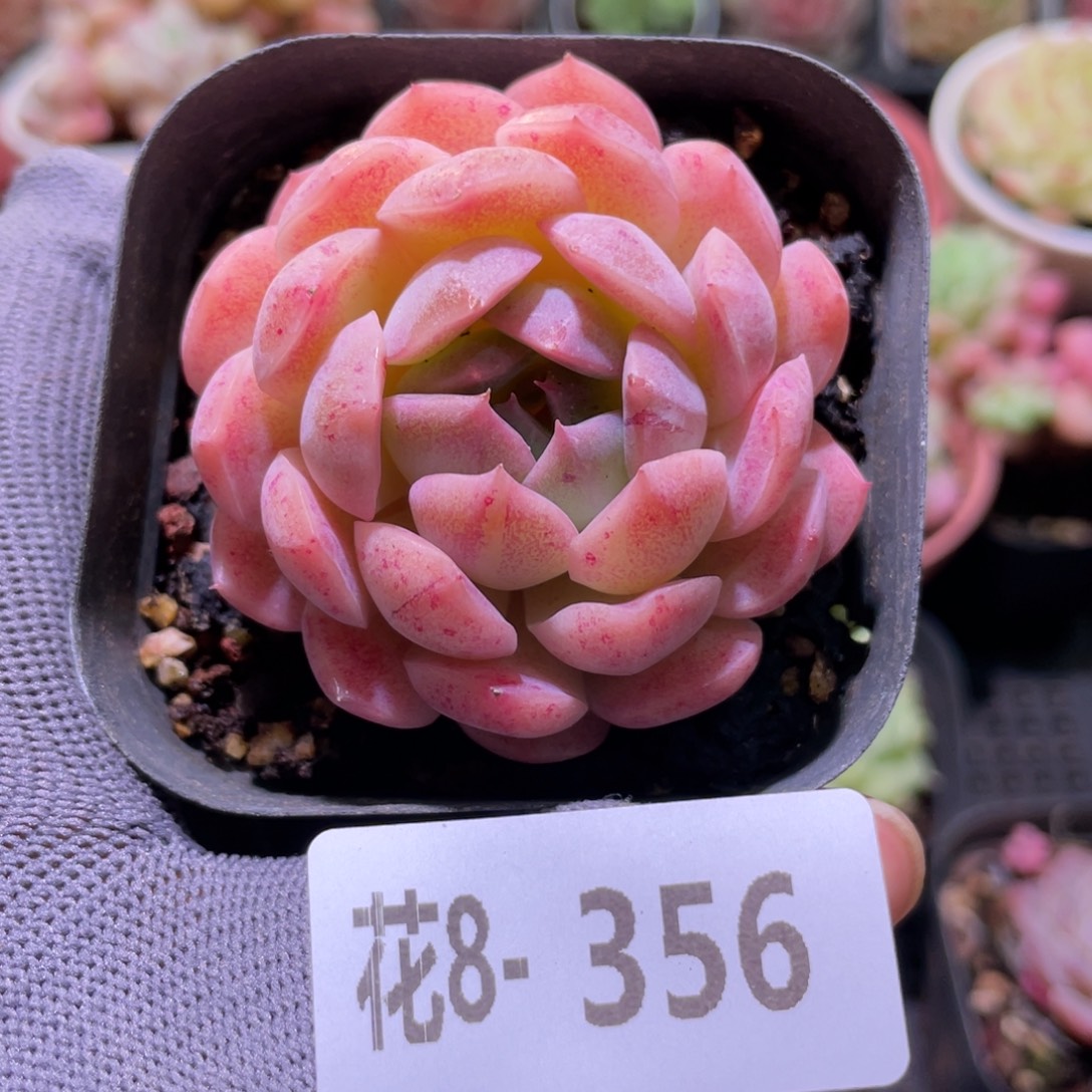 花利美8-356朱唇 