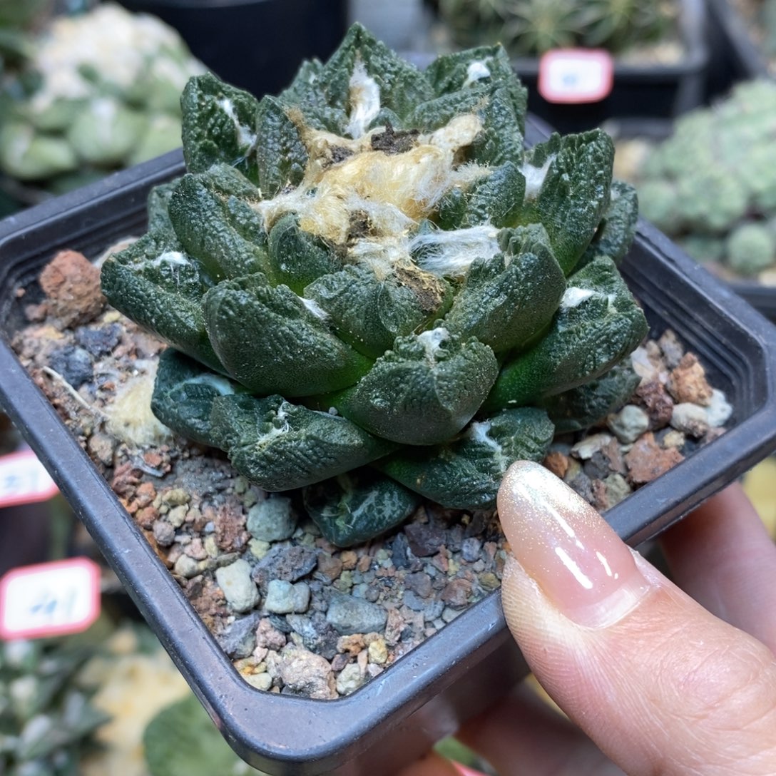      58号 自根 勃士杂7公分带盆土