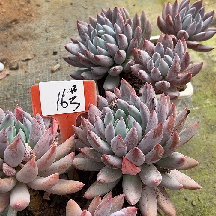 16所罗门一个脱土