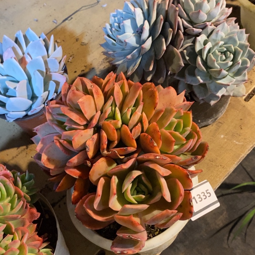 【闪购商品】绮罗1335