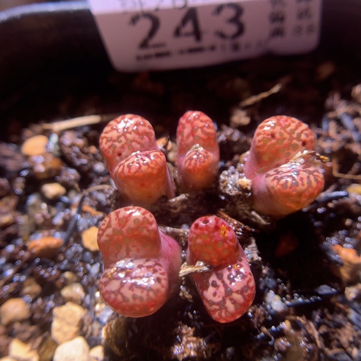 精品生石花28.243