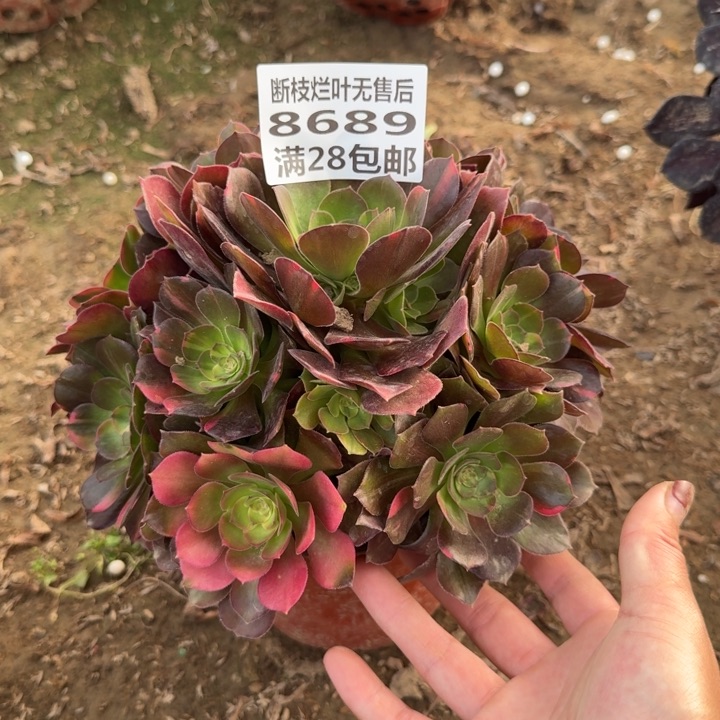 8689二号棚糖心七彩A