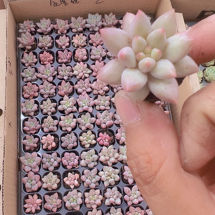 金虞姬精品多肉植物