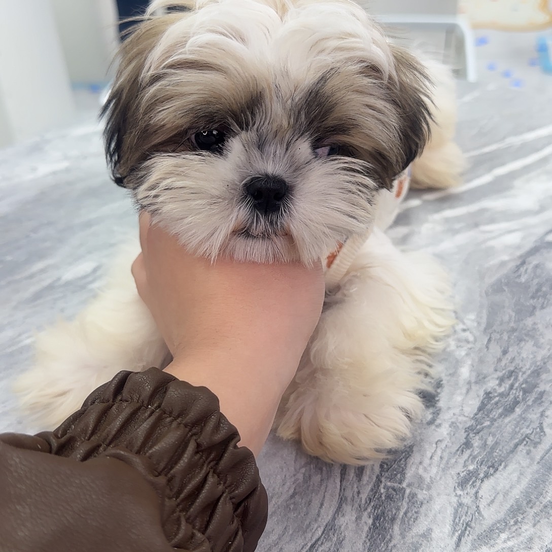 西施幼犬弟弟3月龄