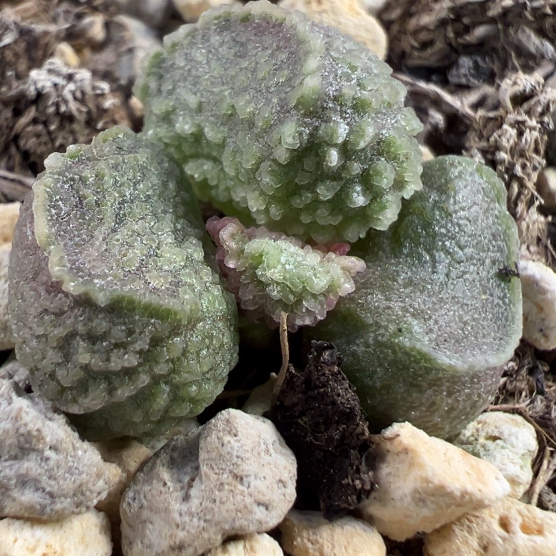 福利款实生新品多肉植物水泡多肉植物