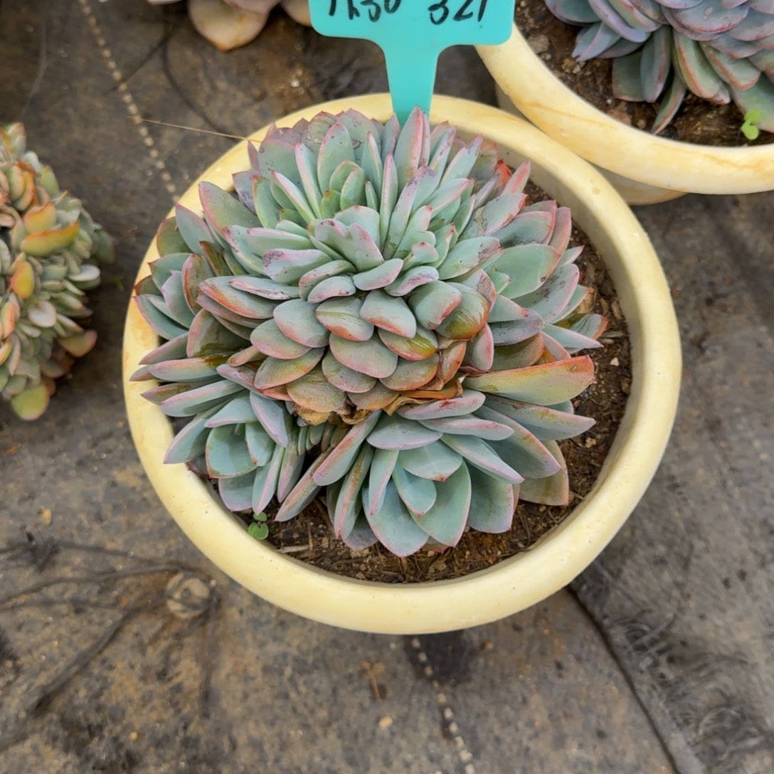 小***气一物一拍布鲁兰缀321