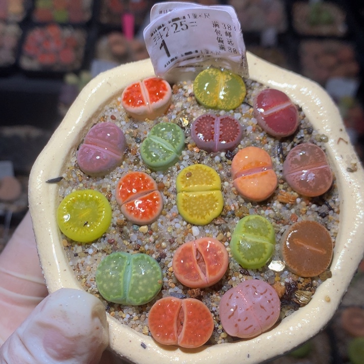 精品生石花225.1