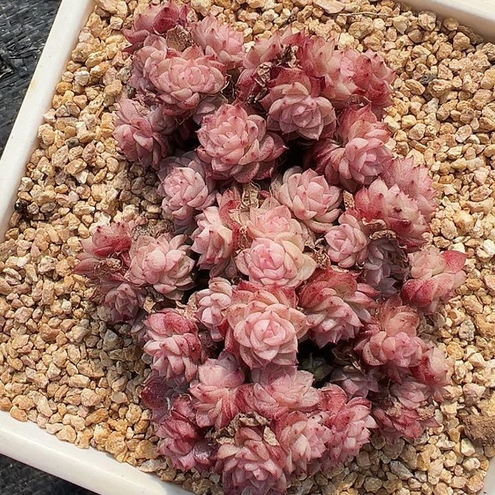 噼****鼠多肉麦秆老桩群生，1145