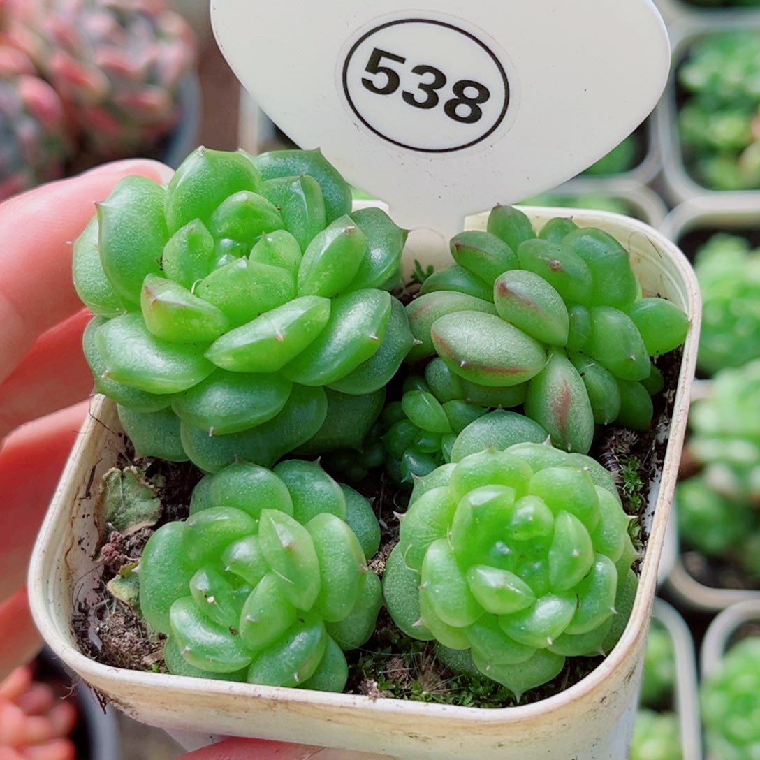 风靡园艺灯泡珍妮群