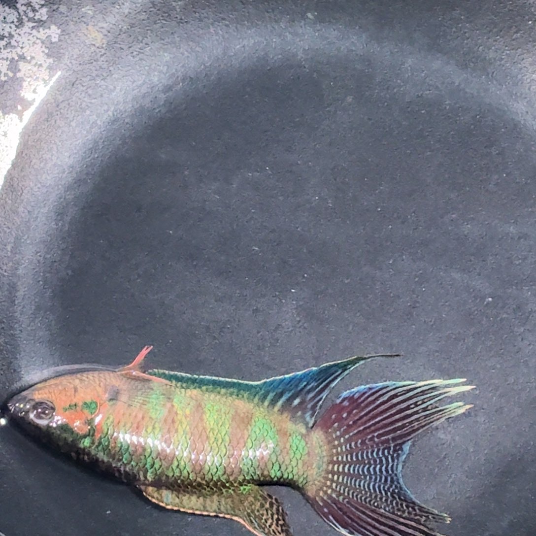 斗鱼精品国斗直播23