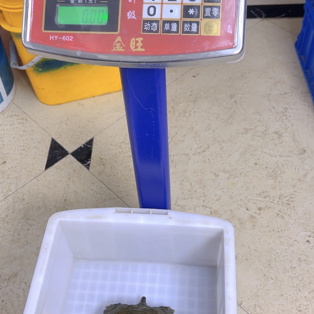 中国大陆野生甲鱼包邮包活