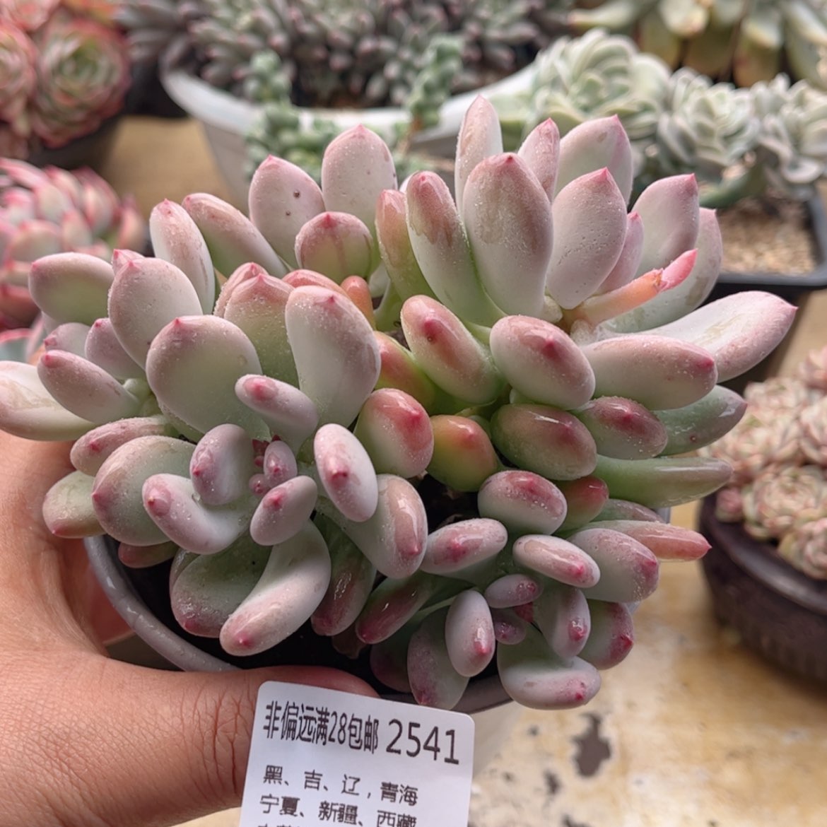 【闪购商品】2541三日月美人