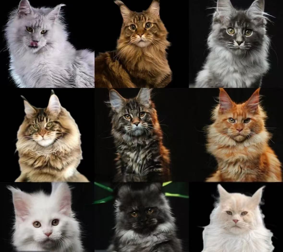 一号宠物标本定制