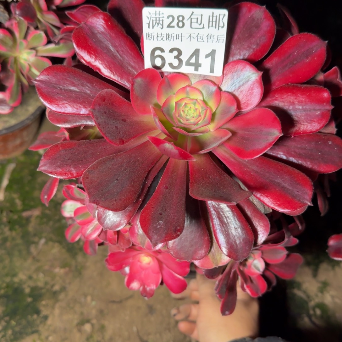 6341美杜莎多肉植物