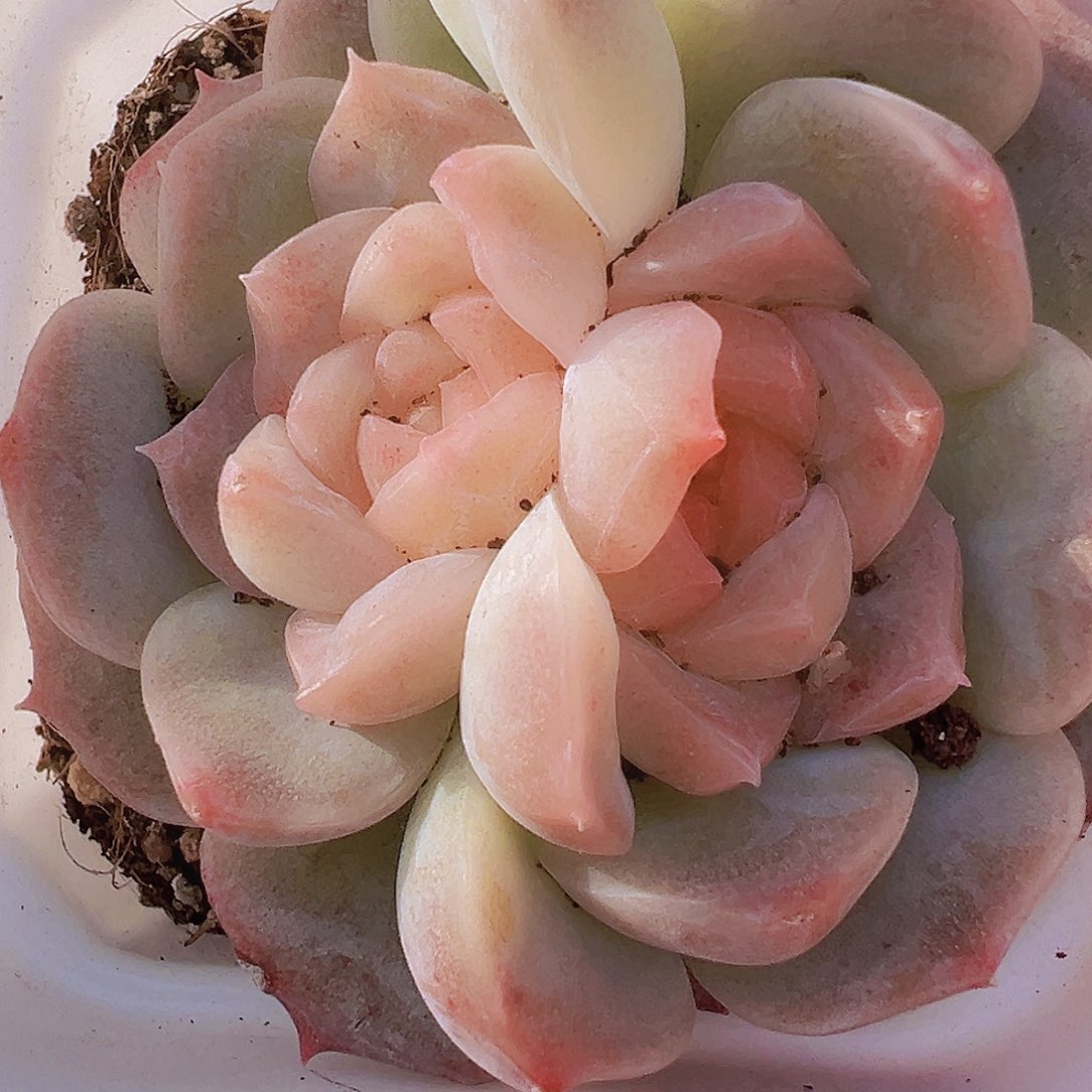 双眼皮泡影19包邮多肉植物