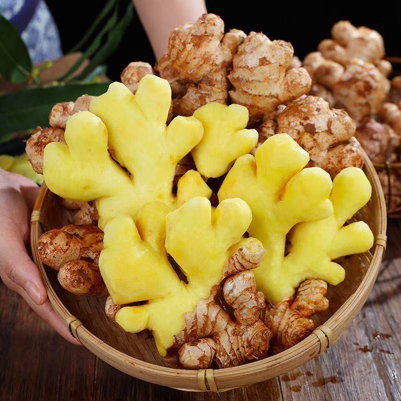 小黄姜新鲜现挖山地种植香味浓郁生姜老姜产地直发