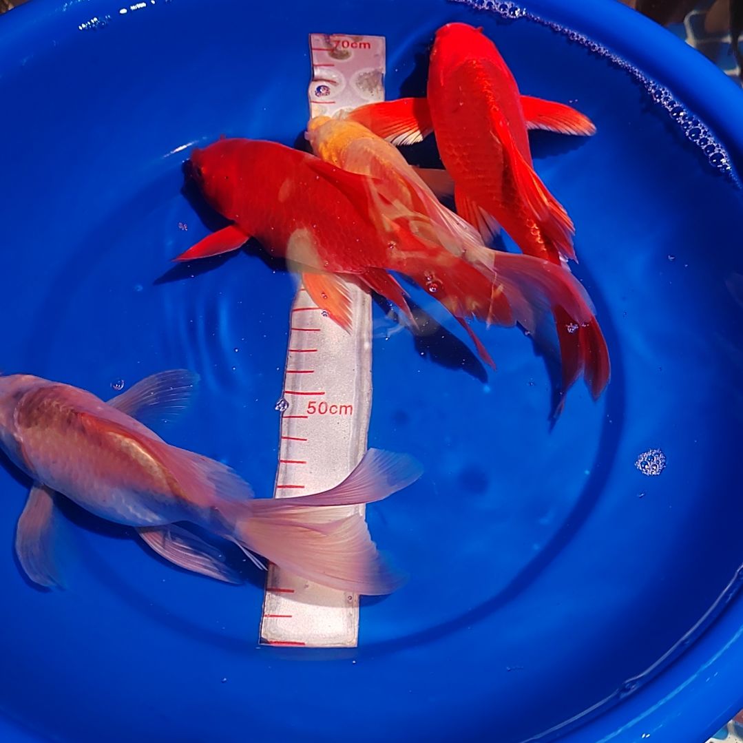 蝴蝶鲤一对一挑选直播间