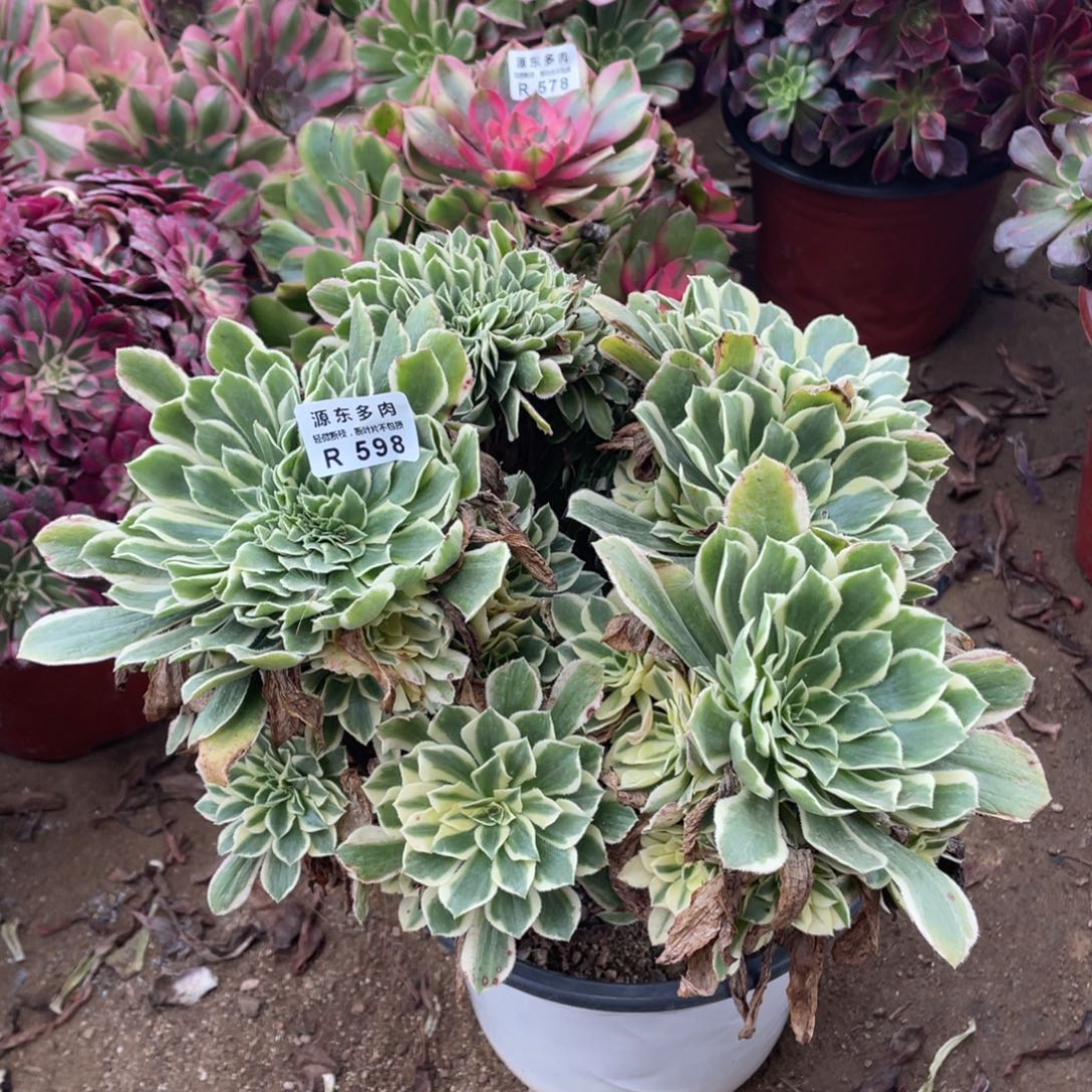 598彦宁多肉法师断枝不包