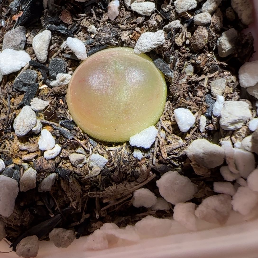 肉锥多肉植物百科-日式拉登65