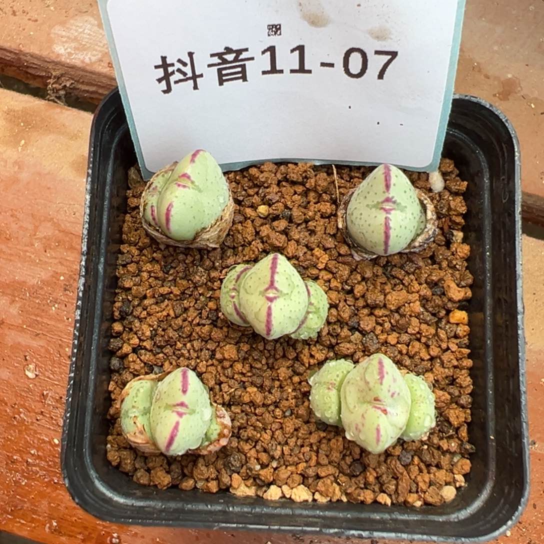 11-07少将多肉植物，