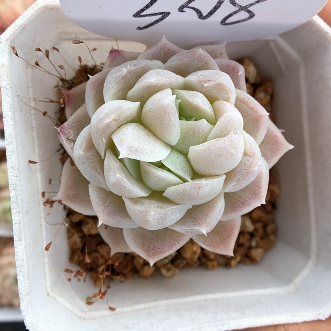 双心白月影可拍308号。
