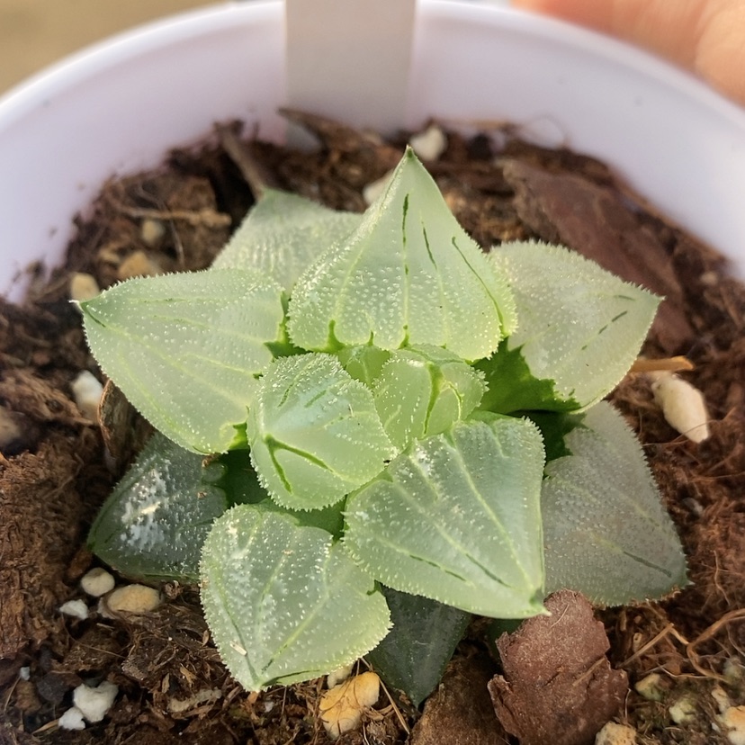 【闪购商品】3冰城实生