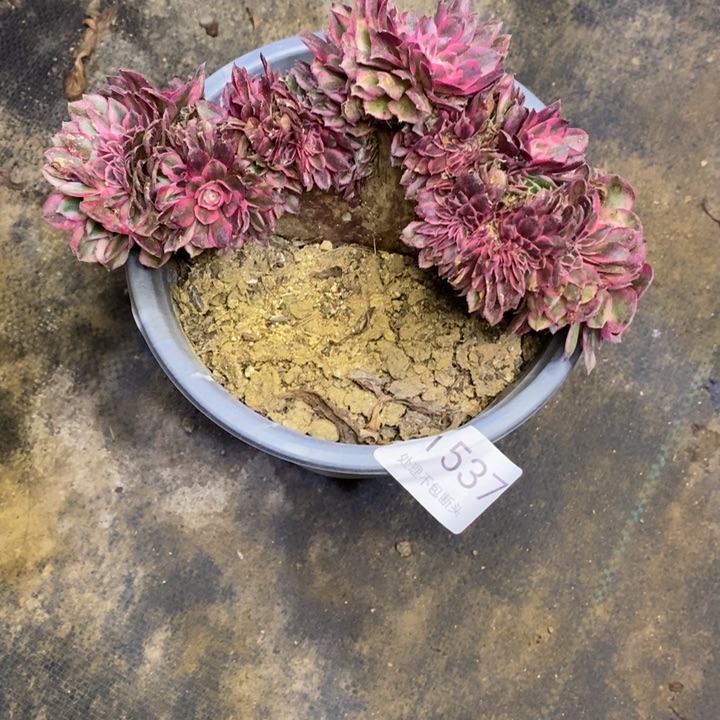 用***5粉荔枝多肉断头不包1537