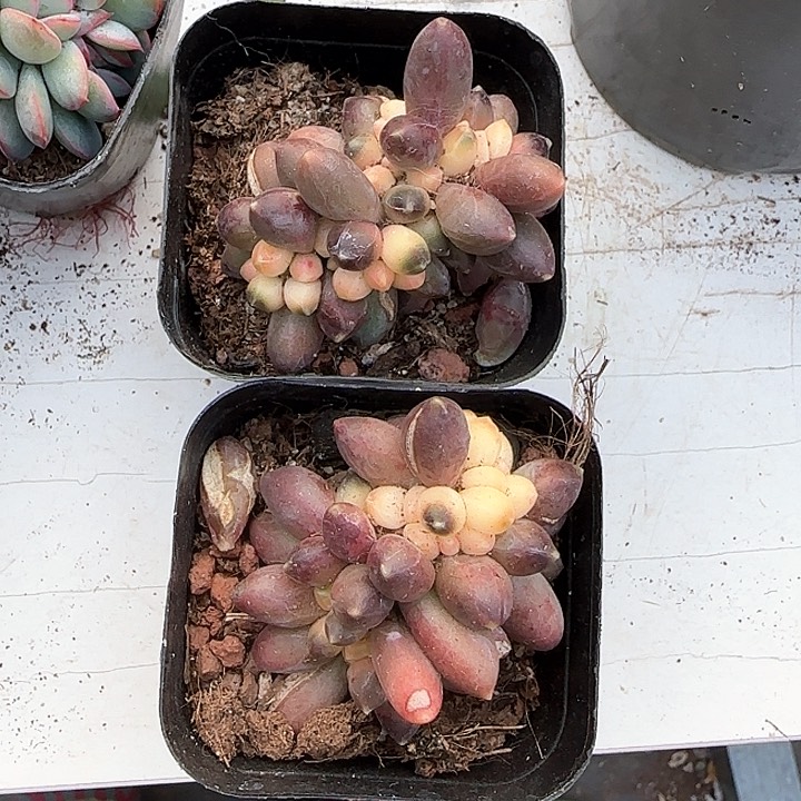 青蛙王子儿童牙膏牙刷111