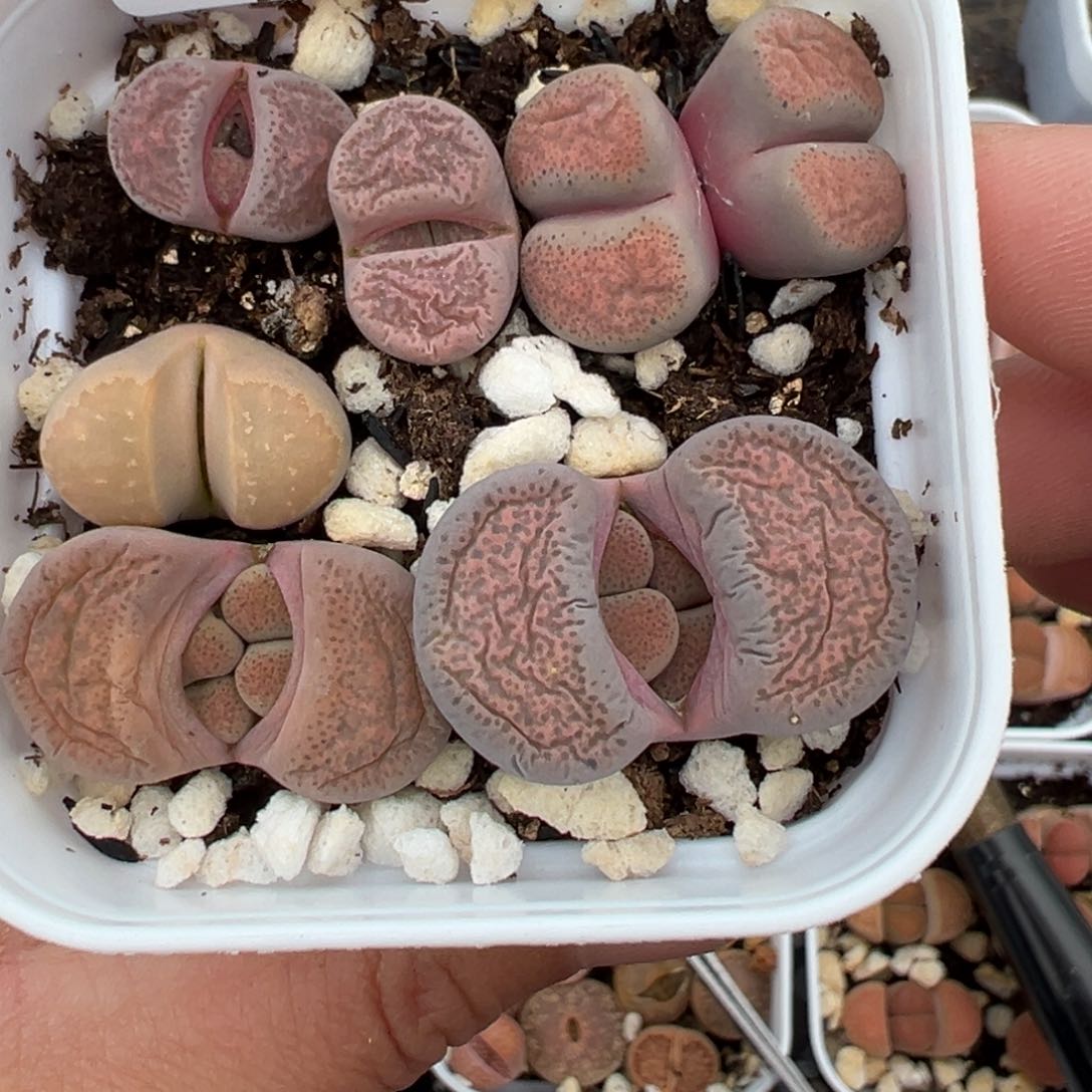 【闪购商品】041……