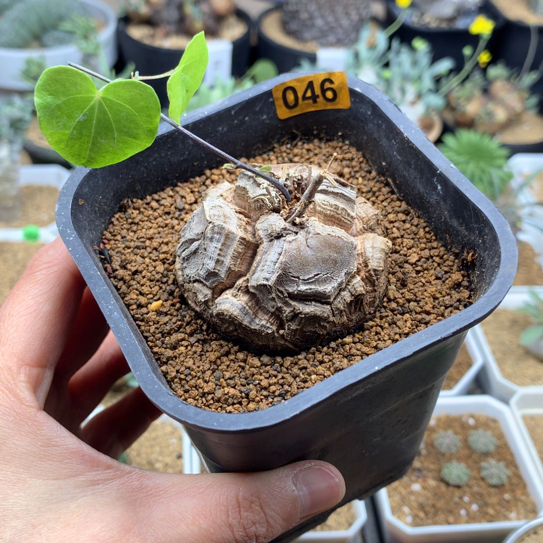 南非龟甲龙带盆4.9cm